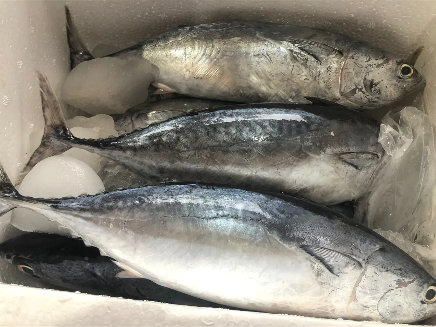Fresh bonito tuna