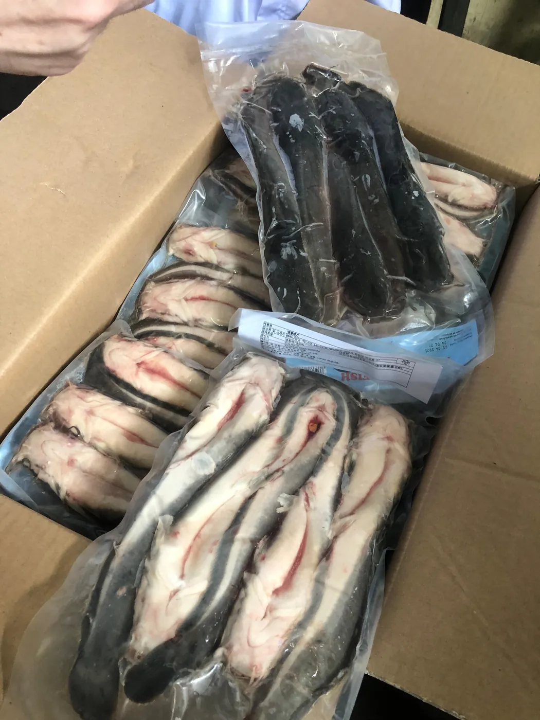 Fresh sea catfish