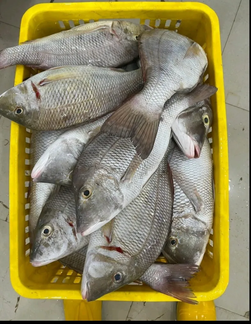 Fresh emperor fish (lencam)