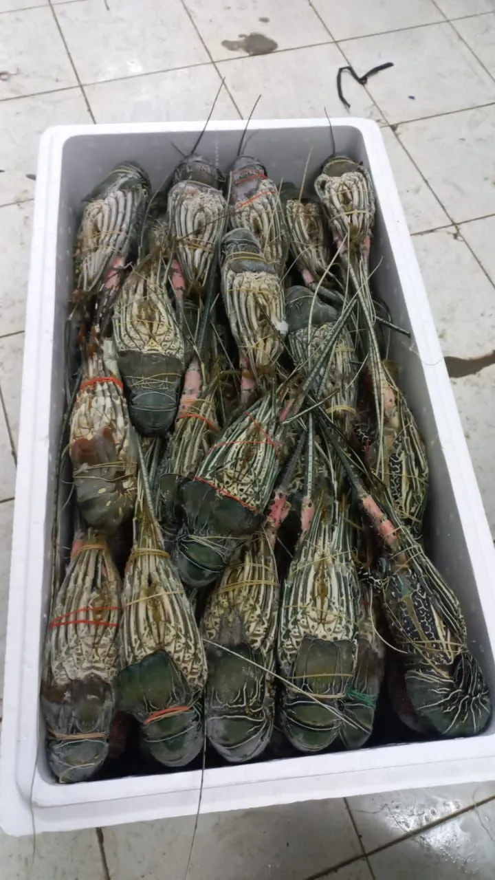 Fresh lobster, packed for export