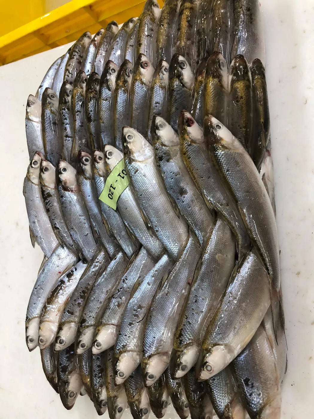 Fresh milkfish (bandeng)