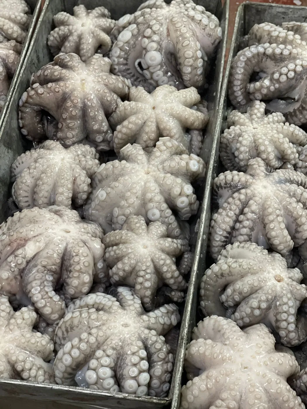 Fresh frozen octopus
