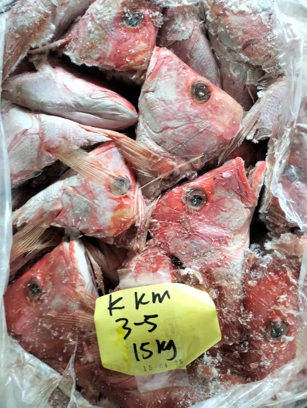 Fresh red snapper