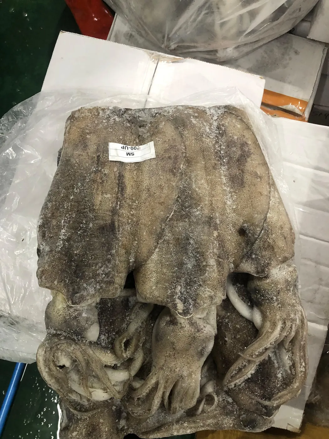 Frozen softbone cuttlefish