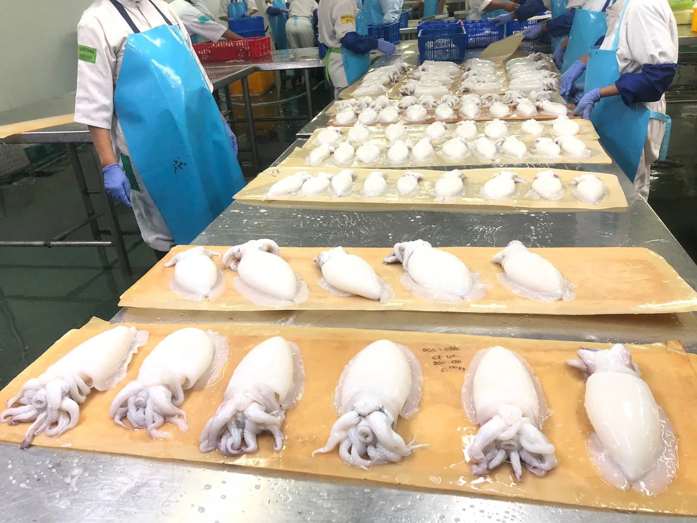 Cleaned squid arranged on trays before packing