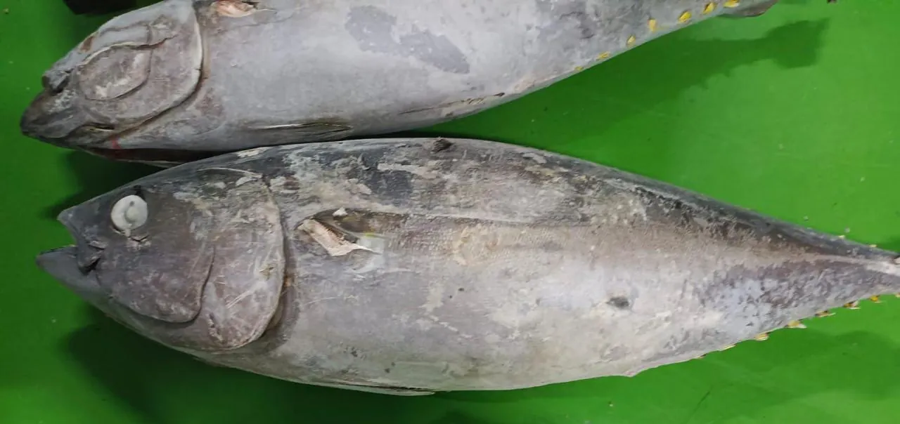 Fresh yellowfin tuna